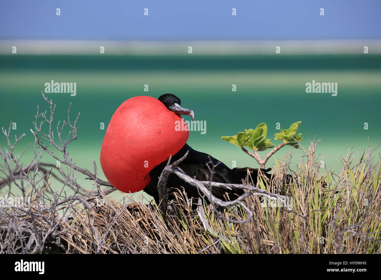 Männliche große Fregattvogels zieht ein Weibchen während der Paarungszeit, Weihnachtsinsel, Kiribati Stockfoto