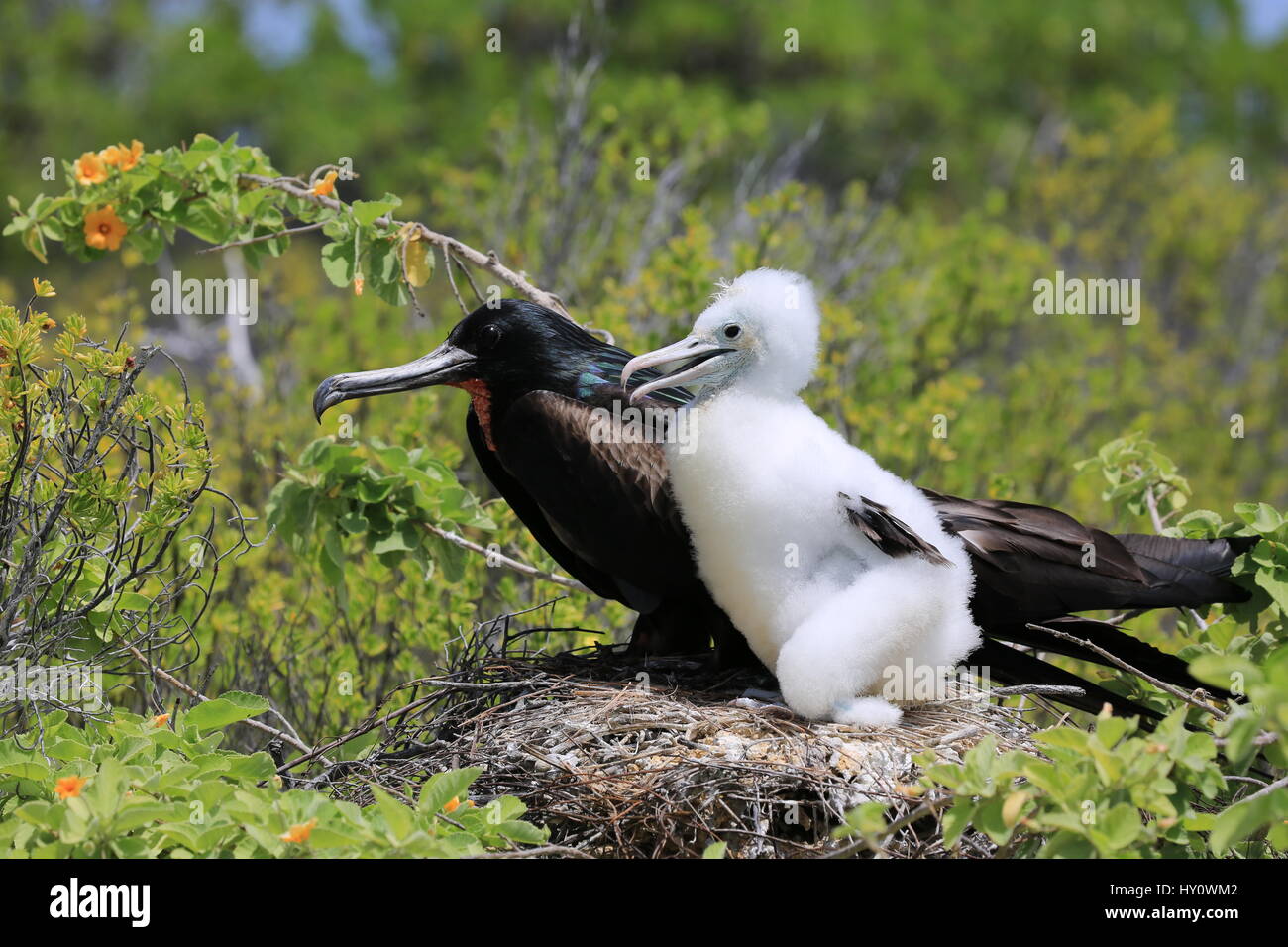 Männliche große Fregattvogels mit einem Küken im Nest, Weihnachtsinsel, Kiribati Stockfoto