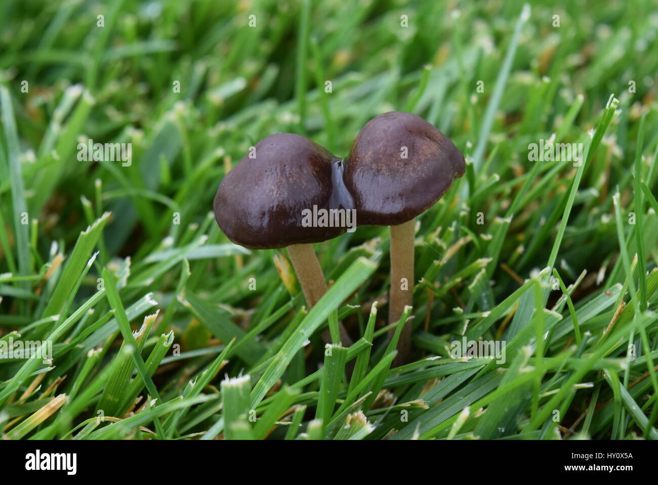 Braune Pilze mit grünem Gras Stockfoto