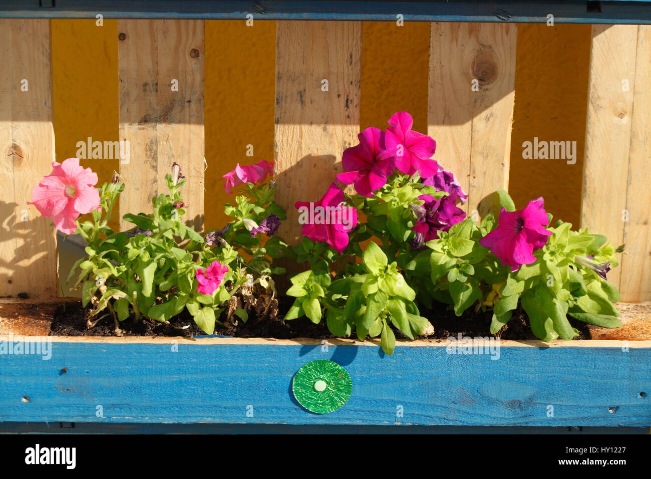 Blaue Blume-Holzkiste mit Sommerblumen Stockfoto