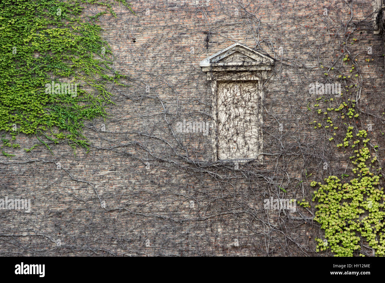 Eine alte Mauer mit einem Rahmen eines Fensters mit Ziegeln, bewachsen mit wilden klafft braun und grün, einen herrlichen, coole Hintergrund gelegt Stockfoto