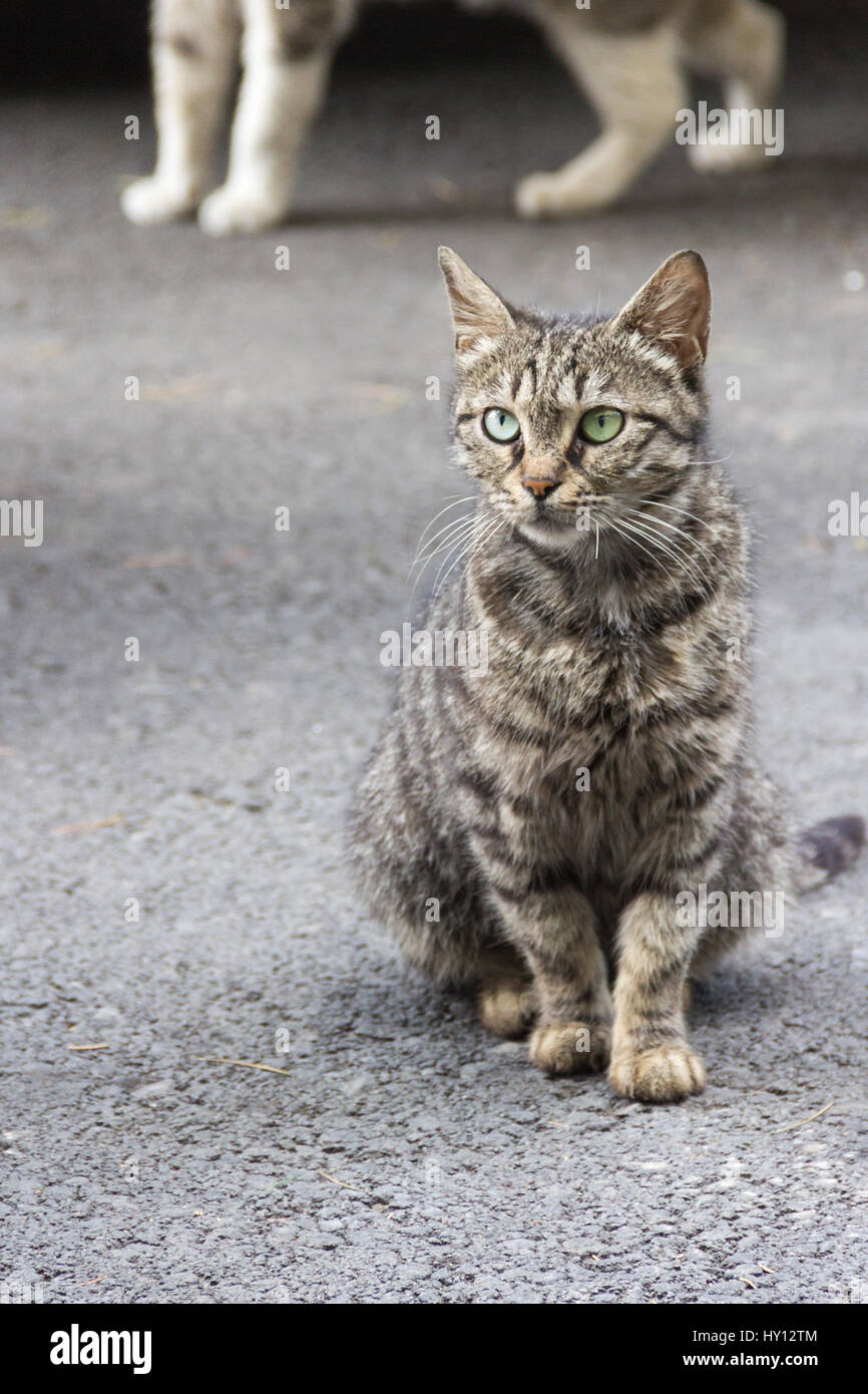 Undomestik Katze sitzt und Waching in Kamera, Tiflis, Georgien Stockfoto