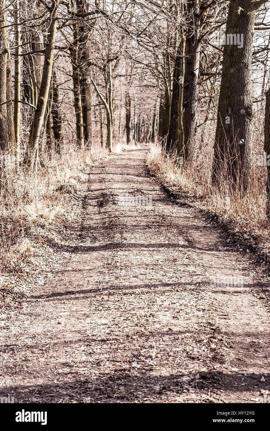 Der frühe Frühling Wald mit Wanderweg in der Nähe von studenka poodri in Landschaftsschutzgebiets Böhmerwald in der Tschechischen Republik Stockfoto