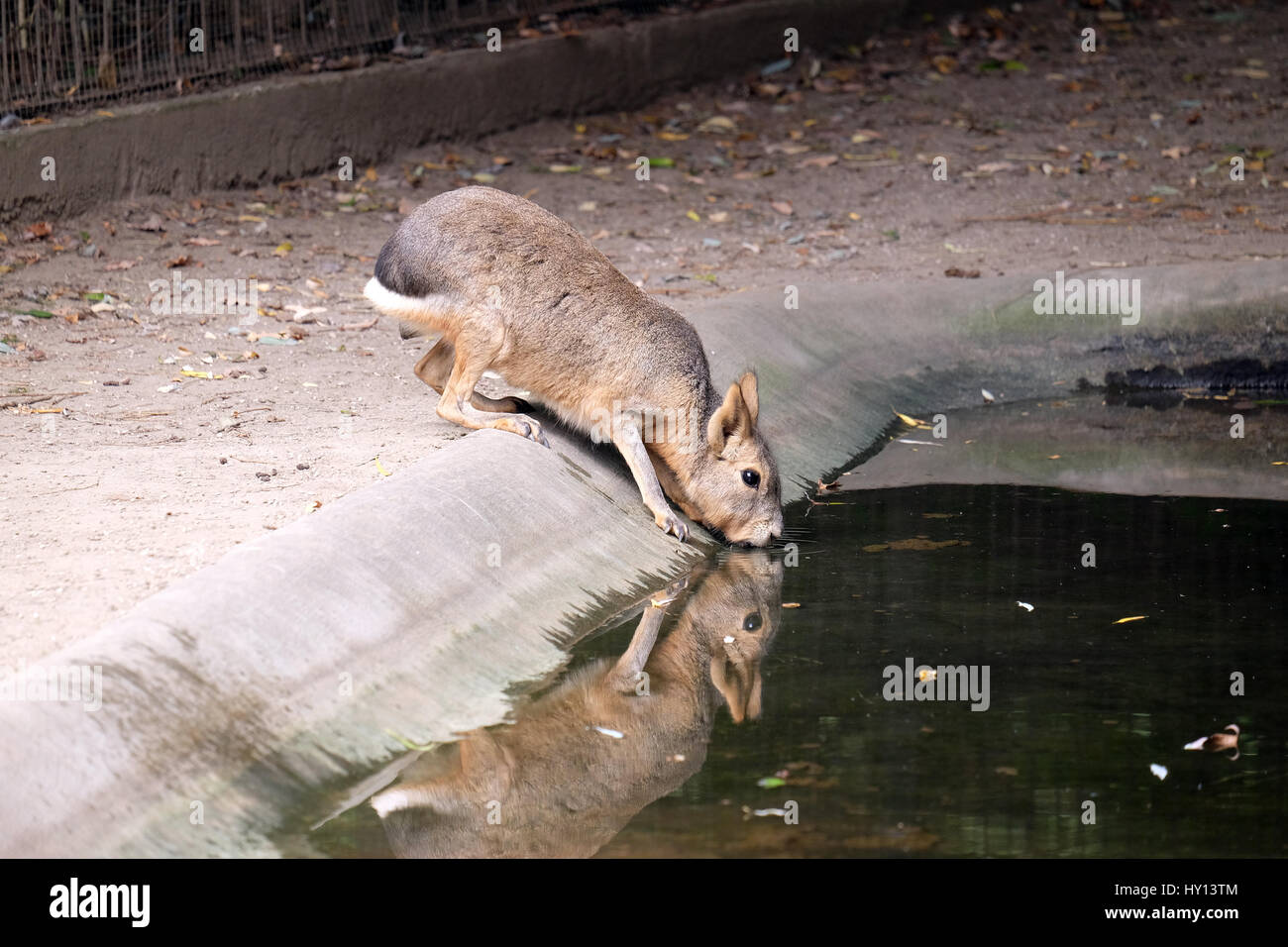 Der patagonischen Mara (Dolichotis Patagonum) Stockfoto