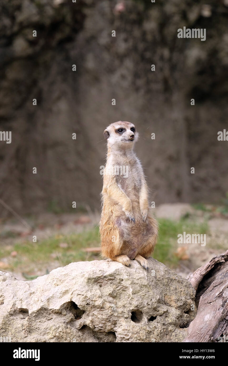 Erdmännchen stehend auf der Hut Stockfoto