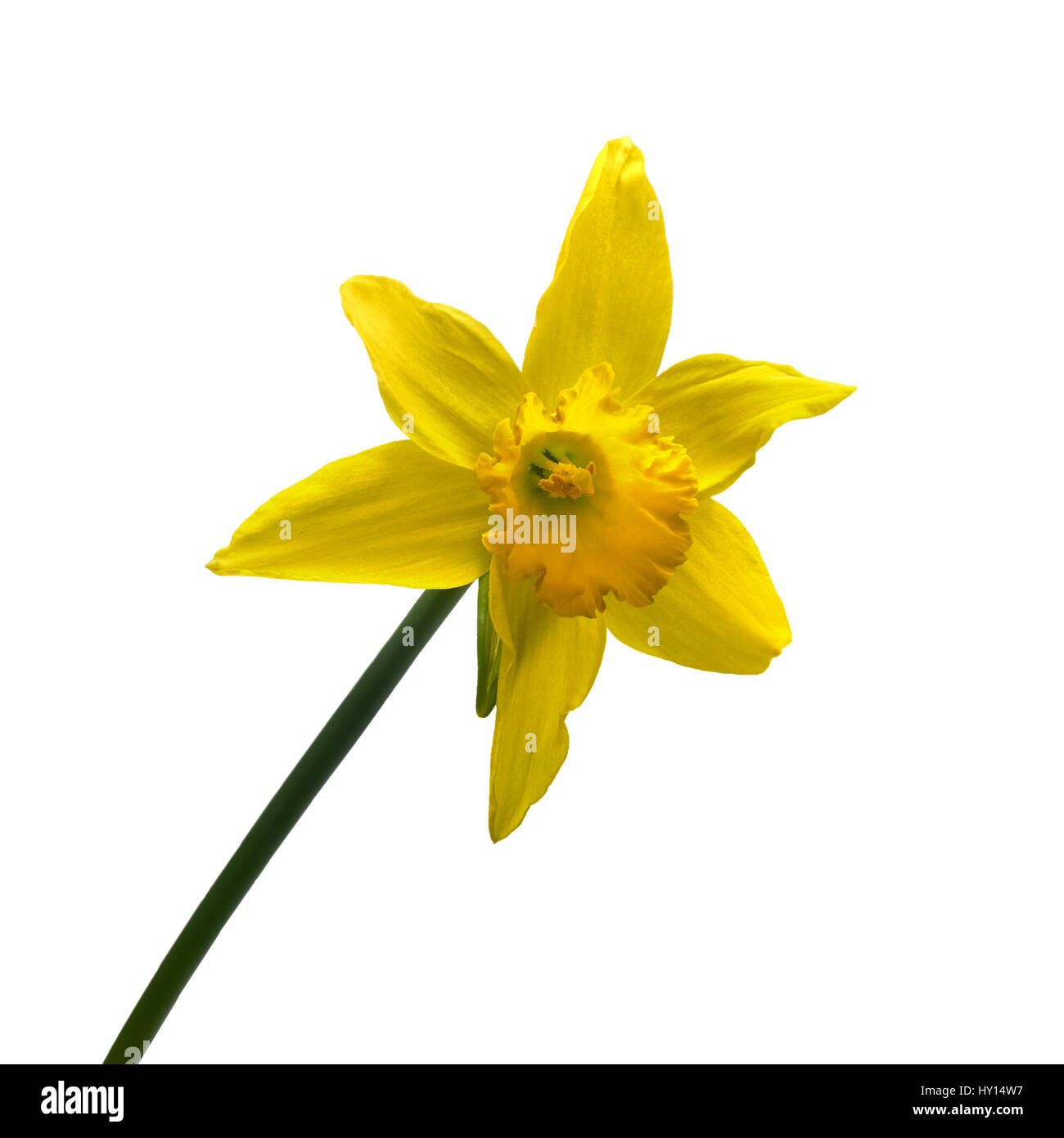 Narcissus Pseudonarcissus isoliert auf weißem Hintergrund