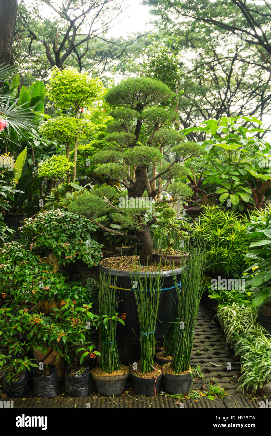 bonsai azalee Bonsai Rhododendron indicum 'Benibeni'