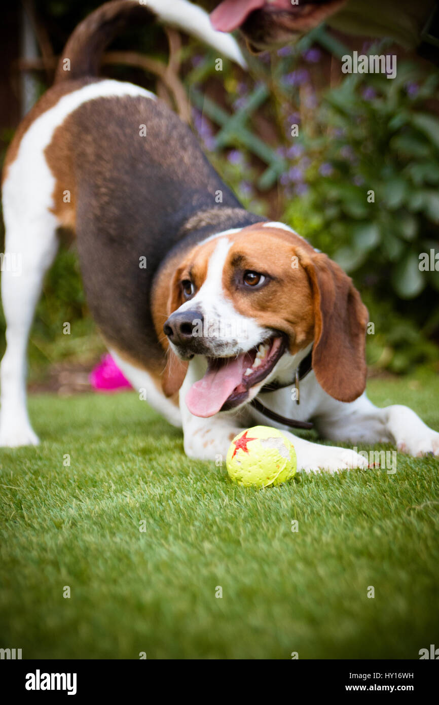 Beagle, Spaß haben, spielen mit einem Tennisball draußen im park Stockfoto