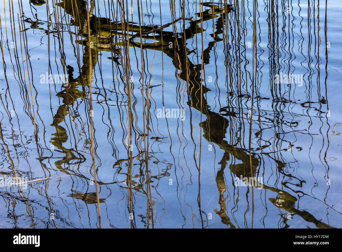 Ast und Schilf spiegeln sich im Wasser Stockfoto