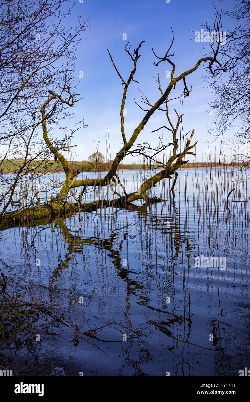 Ast und Schilf im vollen Blick auf das Wasser wider. Stockfoto