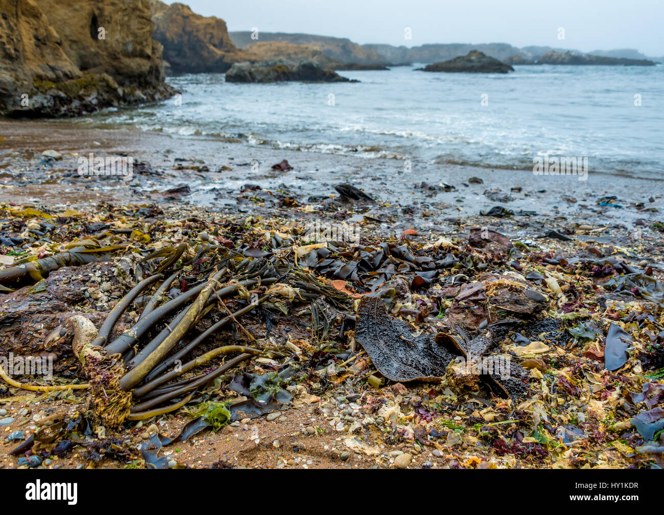 Seltsamerweise texturiert Algen mit Meeresglas an Glas, MacKerricher State Park, Fort Bragg, Kalifornien am Strand angespült. Stockfoto