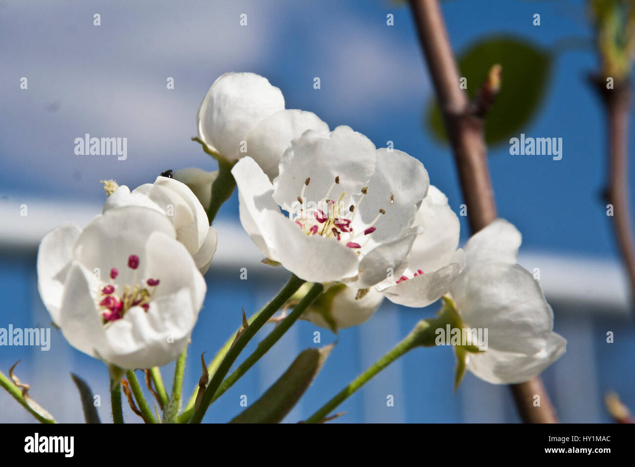 Apple-Blumen, Frühlingserwachen, Polyesterband Blume Stockfoto