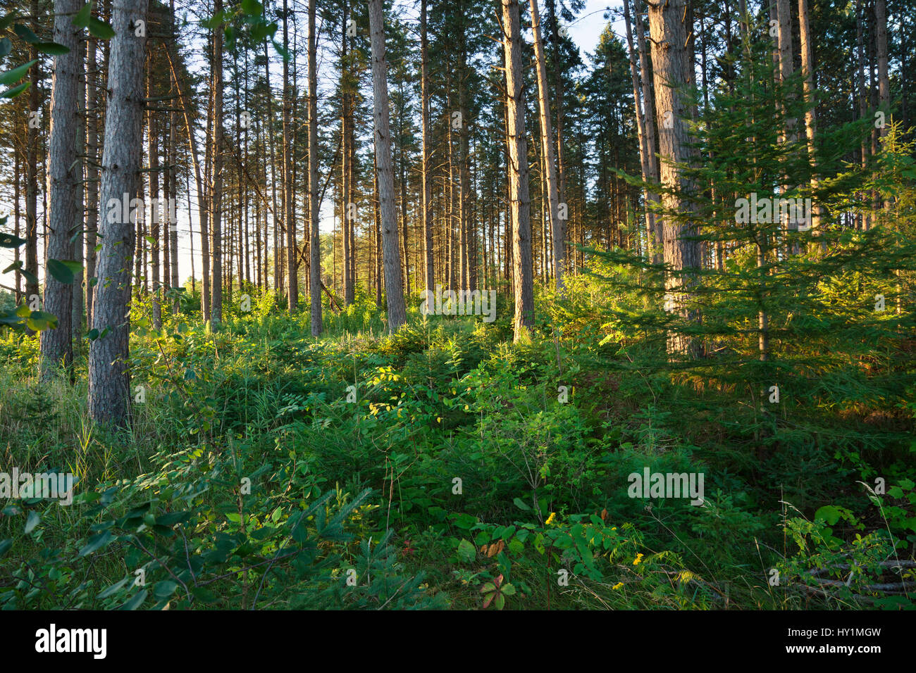 Am frühen Morgen Lichtfilter zwischen hohen Kiefern im nördlichen Minnesota Wald Stockfoto