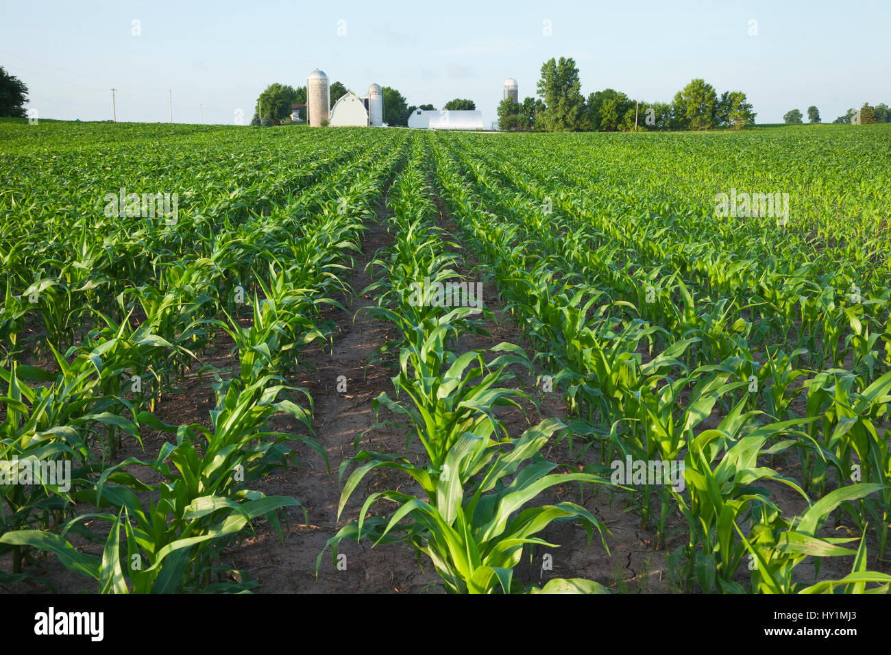 Ein grünes Feld der jungen Maispflanzen mit einer Farm im Hintergrund Stockfoto