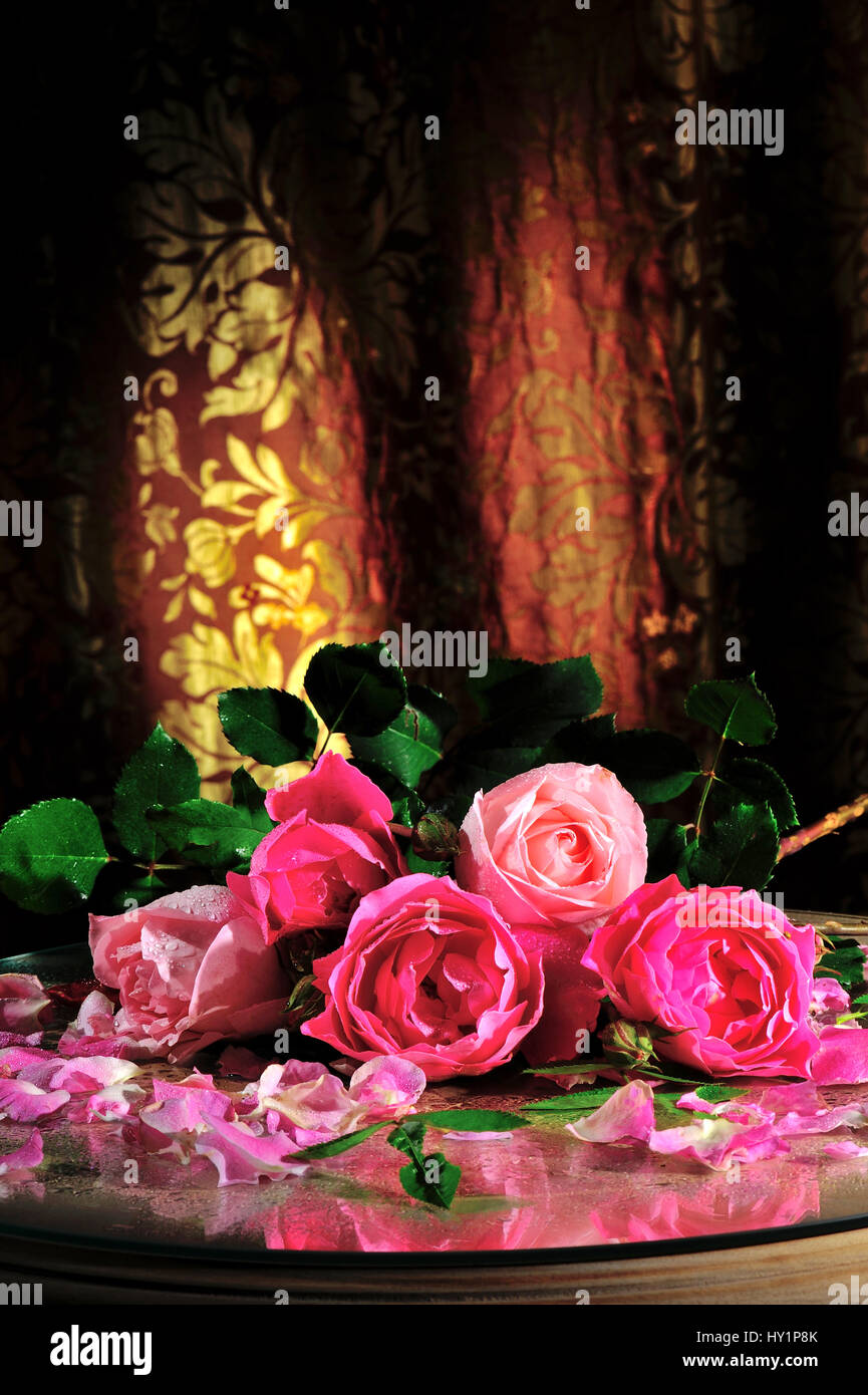 Rosen Stil Leben Romantik Rosenblüten frische Blüte Flora rosa Farbe Farben Dekor Dekoration Schatten reichlich, Anordnung, Kunst, künstlerisch, schön, bouque Stockfoto