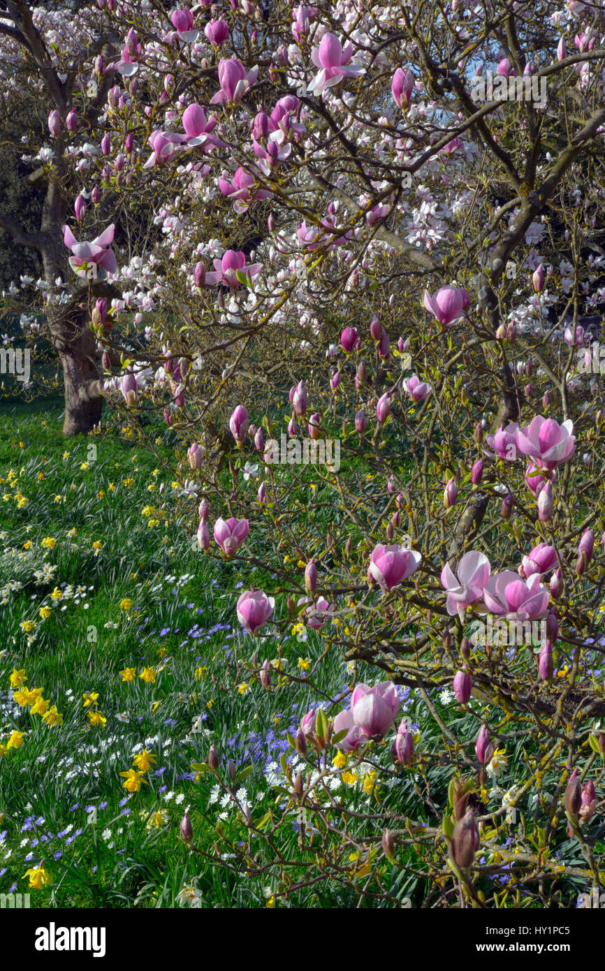 Magnolie (Magnolia Kobus) blühen Stockfoto