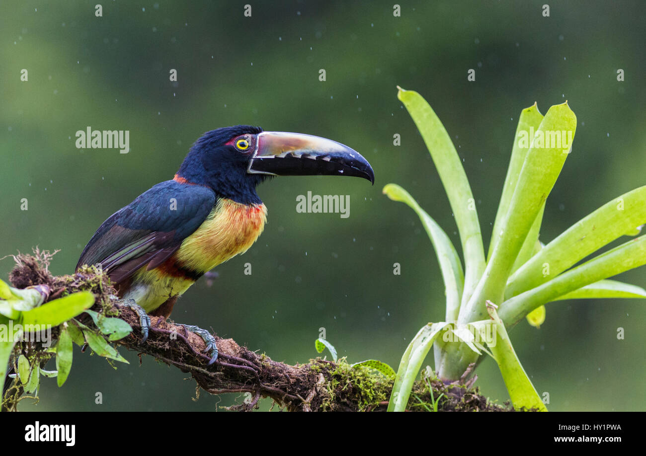 Collared Aracari, Pteroglossus Manlius, sitzt in einem Baum im Regenwald, Regen, an der Laguna del Lagarto, Boca Tapada, San Carlos, Costa Rica fällt Stockfoto