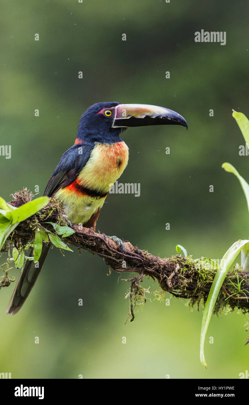 Collared Aracari, Pteroglossus Manlius, sitzt in einem Baum im Regenwald, an der Laguna del Lagarto, Boca Tapada, San Carlos, Costa Rica Stockfoto
