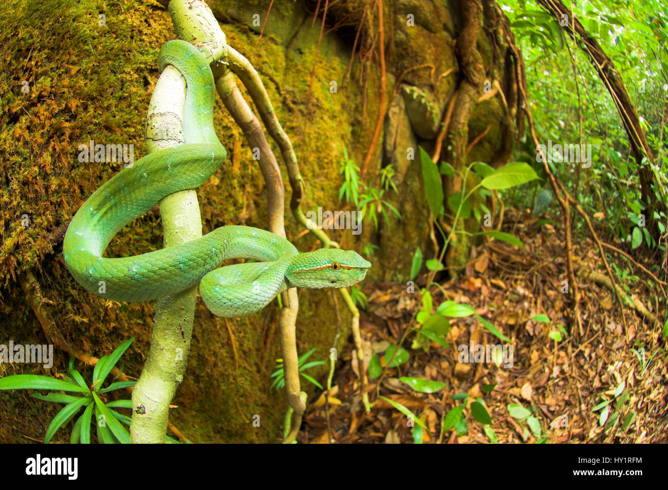 Wagler Grubenotter / Tempel Pitviper (Tropidolaemus Wagleri) in riverine Wald, Bako Nationalpark, Sarawak, Borneo. Stockfoto