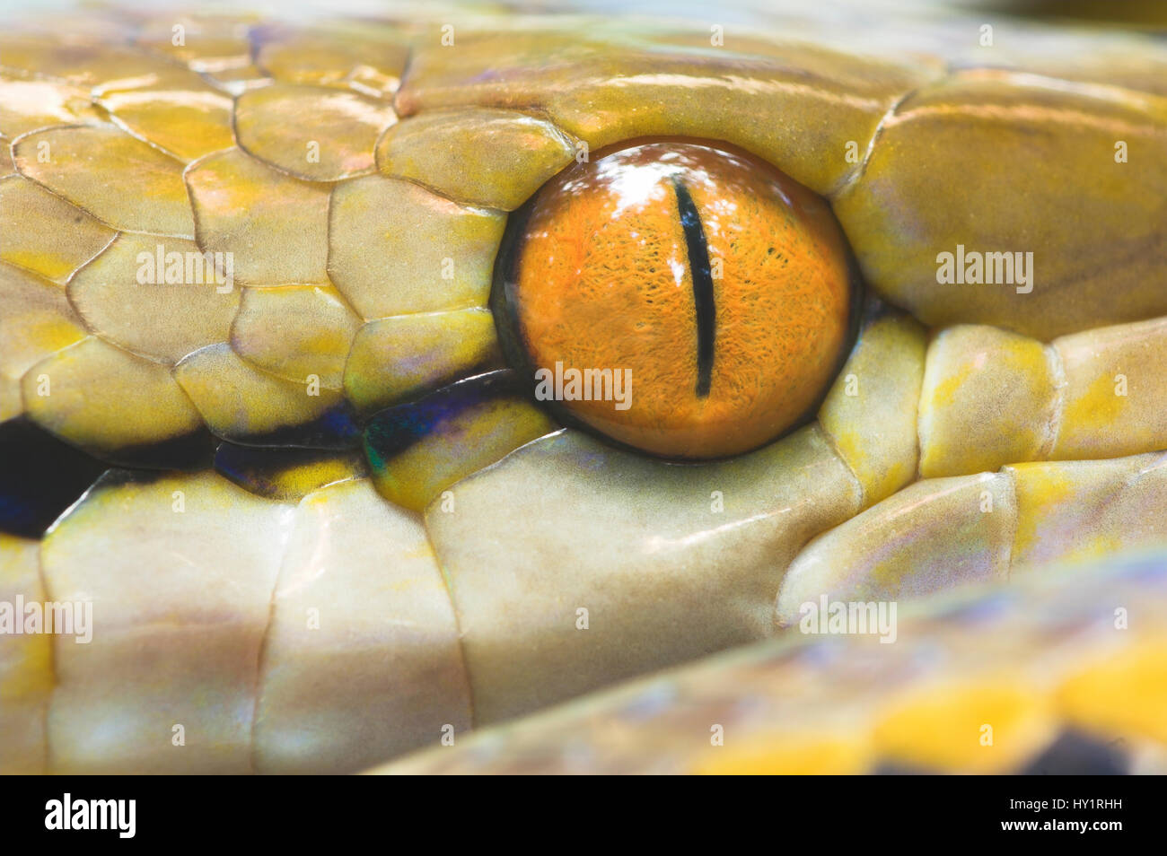 Netzpython (Python Reticulatus) Auge Detail. Kinabatangan Fluss, Sabah, Borneo Stockfoto