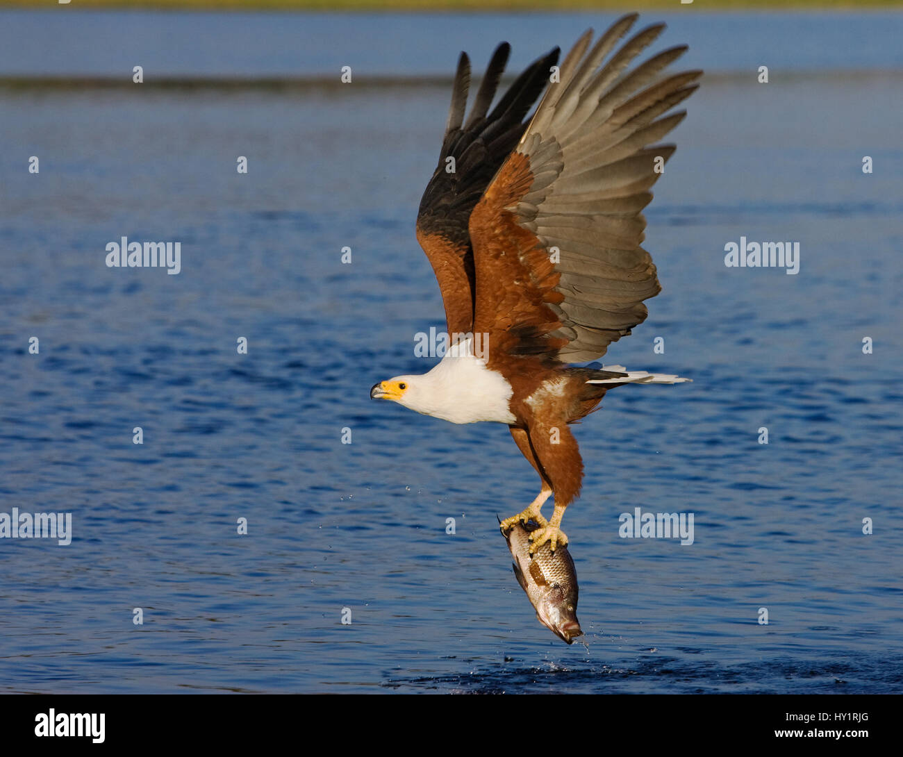 African Fish Eagle (Haliaeetus Vocifer) mit Fisch in Krallen. Chobe, Botswana. Mai 2008. Stockfoto