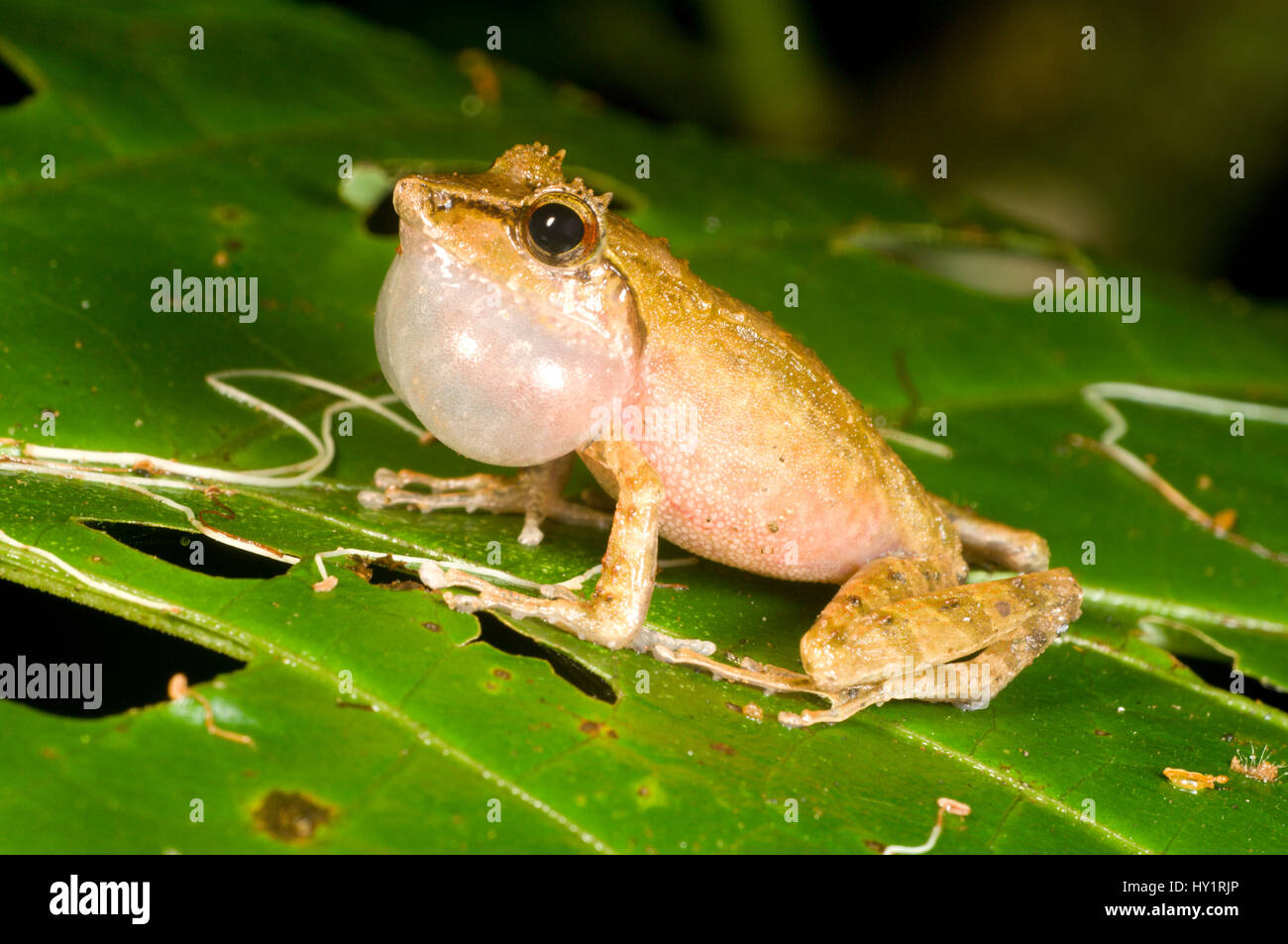 Gephyromantis sp Fotos und Bildmaterial in hoher Auflösung Alamy