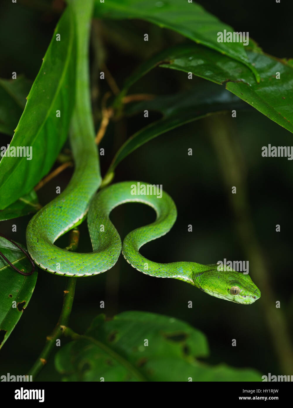 Des Papstes Grubenotter (Trimeresurus Popeiorum / Popeorum) Danum Valley, Sabah, Borneo, September. Stockfoto