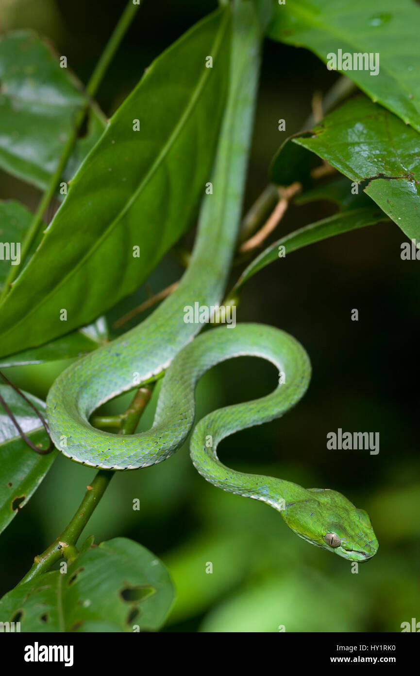 Des Papstes Baum Grubenotter (Trimeresurus Popeorum) im Auwald. Danum Valley, Sabah, Borneo, Malaysia. Stockfoto