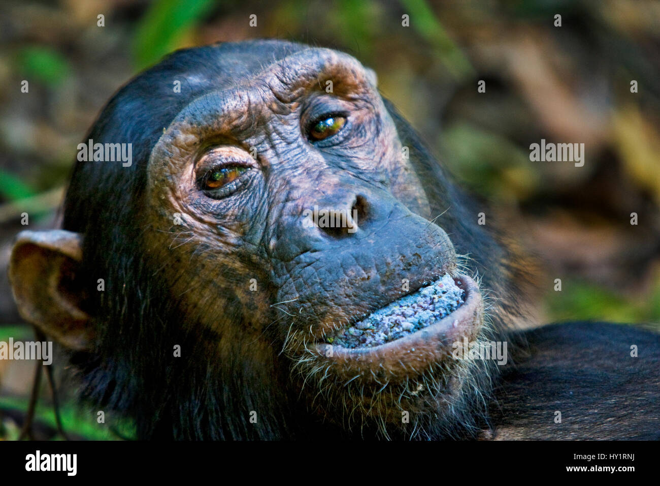 Schimpanse (Pan Troglodytes) mit einem Mund voller Beeren, Mahale-Nationalpark, Tansania. Vom Aussterben bedrohte Arten. Stockfoto