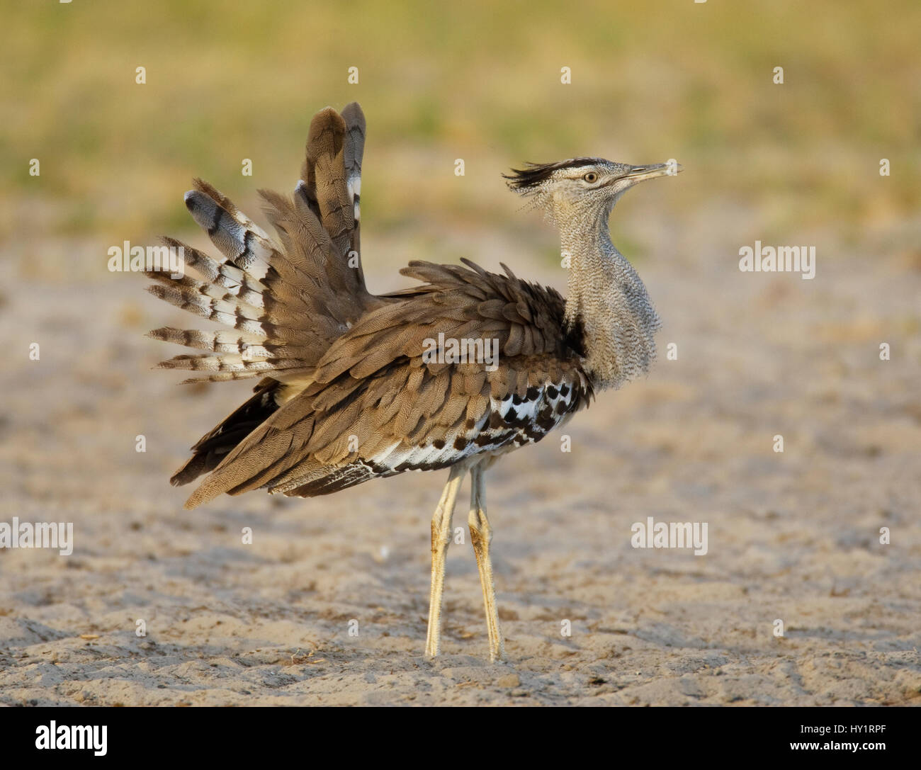 Kori Bustard (Ardeotis Kori) anzeigen, Etosha Nationalpark, Namibia. Januar. Stockfoto