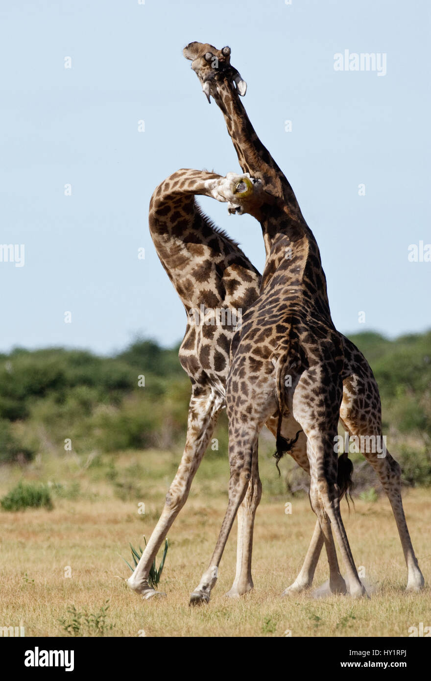 Männliche Giraffen (Giraffa Plancius) sparring oder Einschnürung, Etosha Nationalpark, Namibia. Januar. Stockfoto