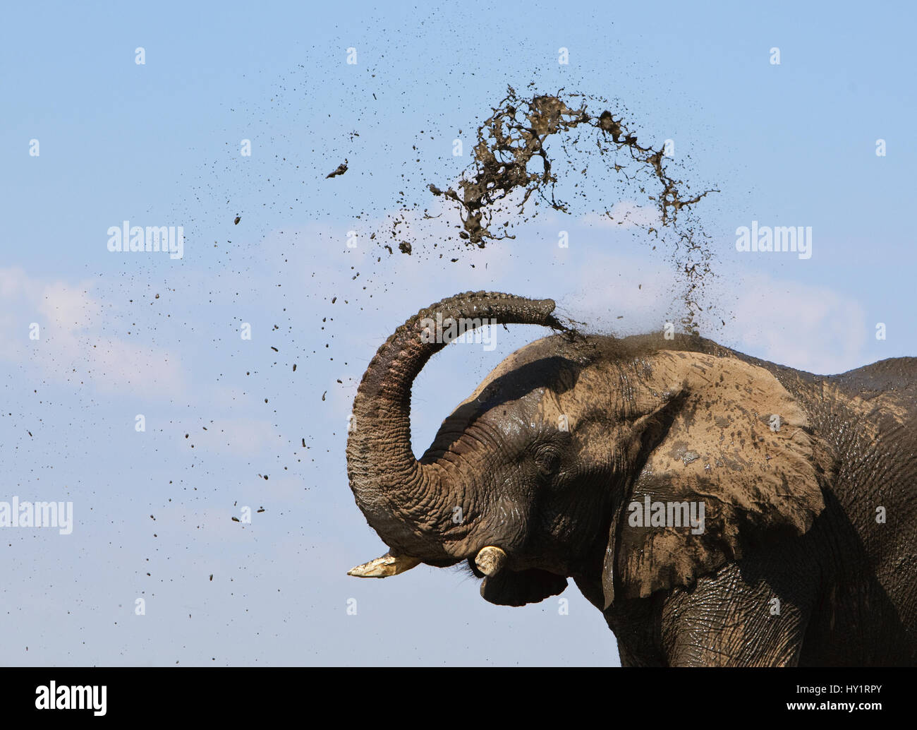 Afrikanischer Elefant (Loxodonta Africana) Spritzen Schlamm, um abzukühlen, Etosha Nationalpark, Namibia, Juni. Vom Aussterben bedrohte Arten. Stockfoto