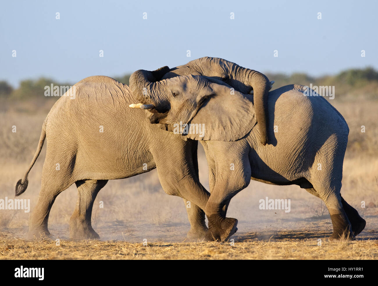 Afrikanischer Elefant (Loxodonta Africana) junge Männer spielen, kämpfen, Etosha Nationalpark, Namibia, Juni. Vom Aussterben bedrohte Arten. Stockfoto