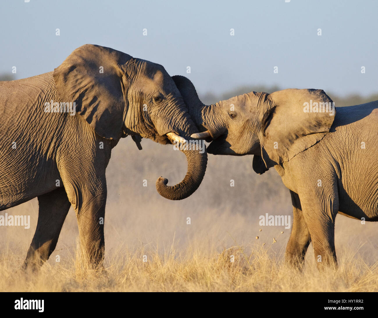 Afrikanischer Elefant (Loxodonta Africana) junge Männer spielen, kämpfen, Etosha Nationalpark, Namibia, Juni. Vom Aussterben bedrohte Arten. Stockfoto