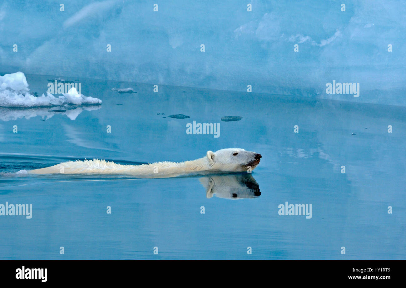 Eisbär (Ursus Maritimus) schwimmen vor Eis Klippe, Austfonna, Spitzbergen, Norwegen. Juni 2007. Vom Aussterben bedrohte Arten. Stockfoto