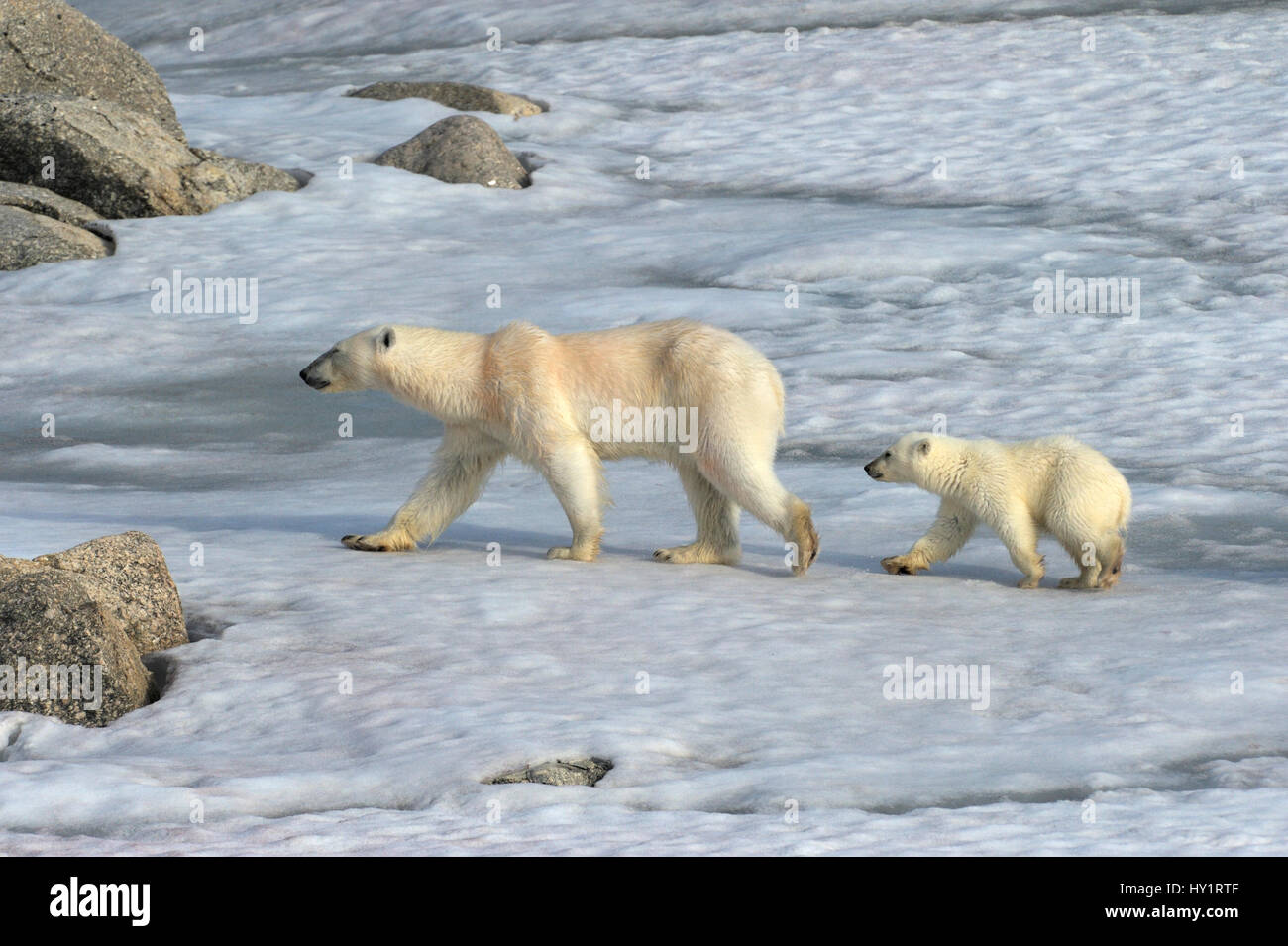 Eisbär (Ursus Maritimus) Mutter und Neujahr Jungtier, 6 Monate, Spitzbergen, Norwegen, Juli 2007. Vom Aussterben bedrohte Arten. Stockfoto