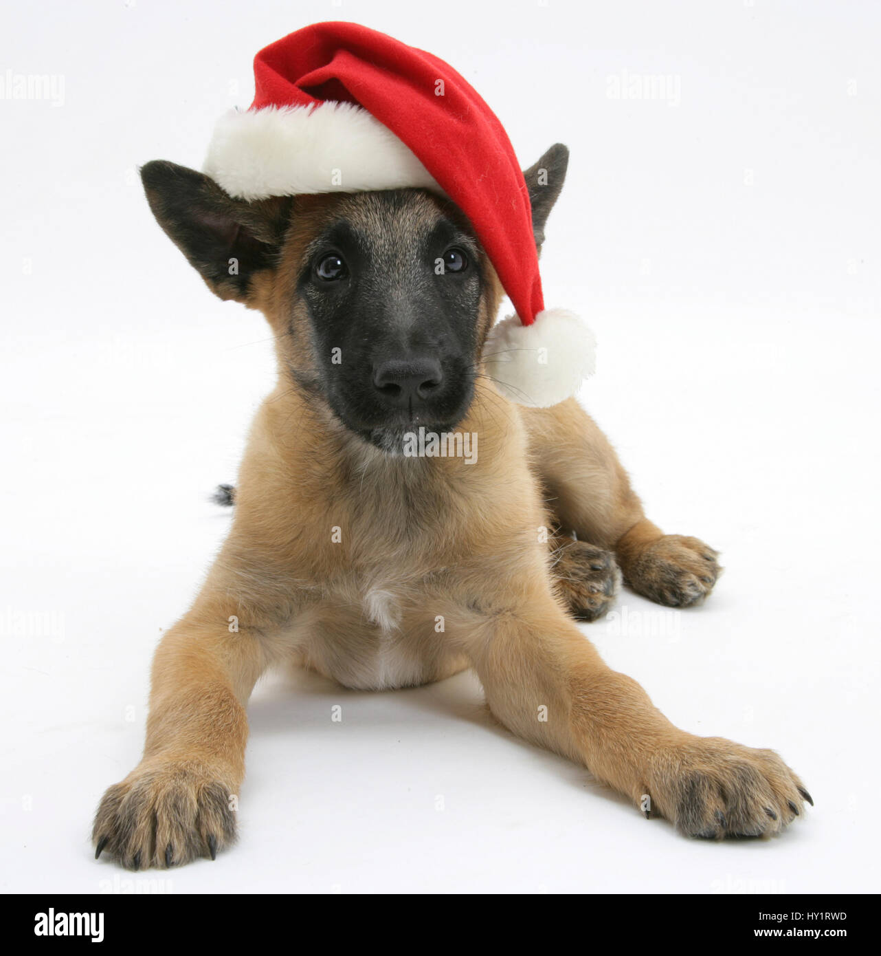 Belgischer Schäferhund Welpen, Antar, aged10 Wochen, tragen einer Weihnachtsmütze. Stockfoto
