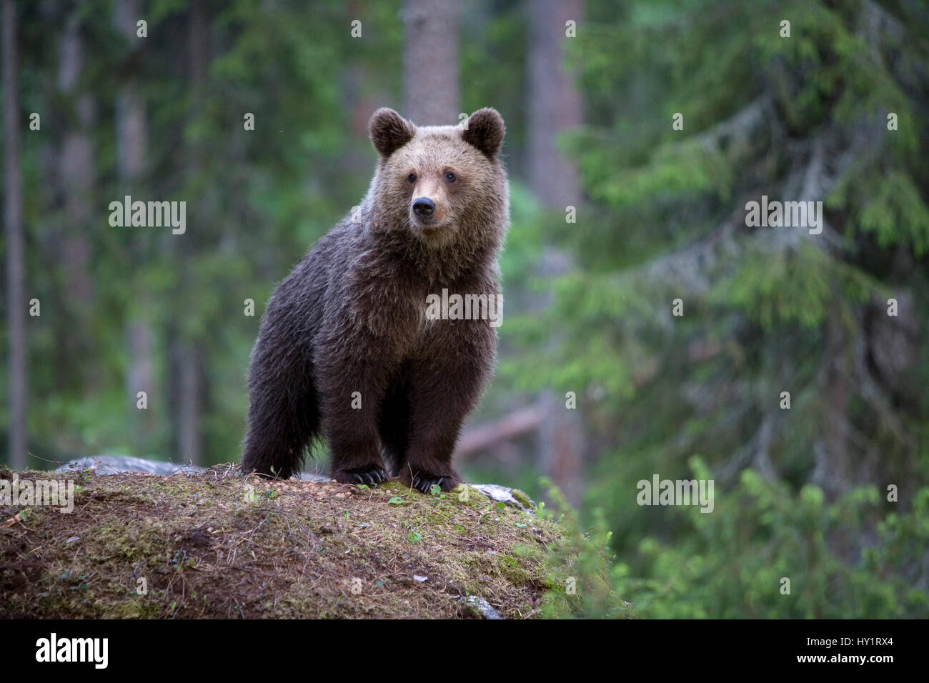 Europäischer Braunbär (Ursus Arctos) Cub Portrait, Finnland. Juni. Stockfoto