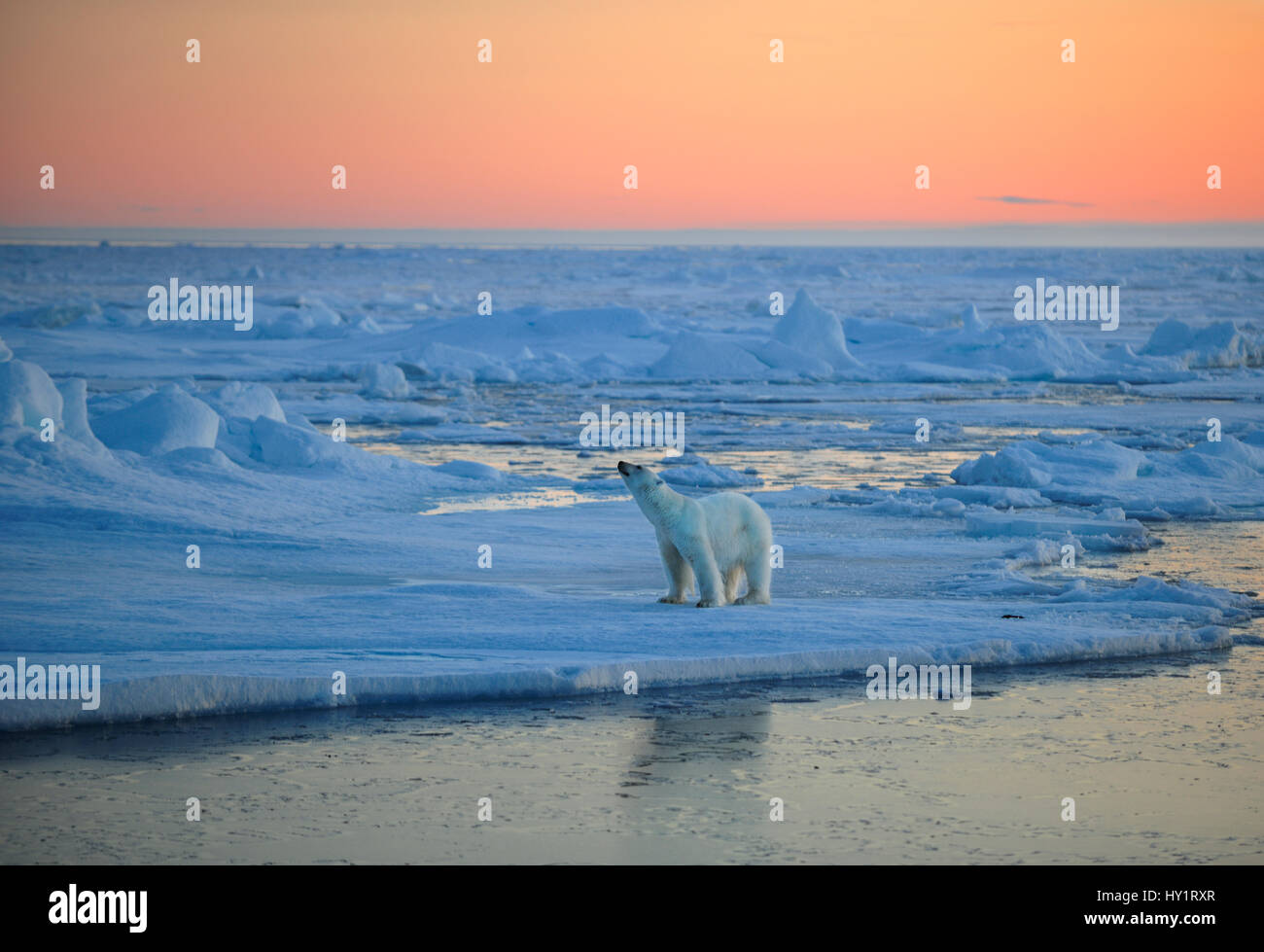 RF - Eisbär (Ursus Maritimus) auf Packeis, schnuppern bei Sonnenuntergang, Spitzbergen, Norwegen, September 2009. Vom Aussterben bedrohte Arten. Stockfoto