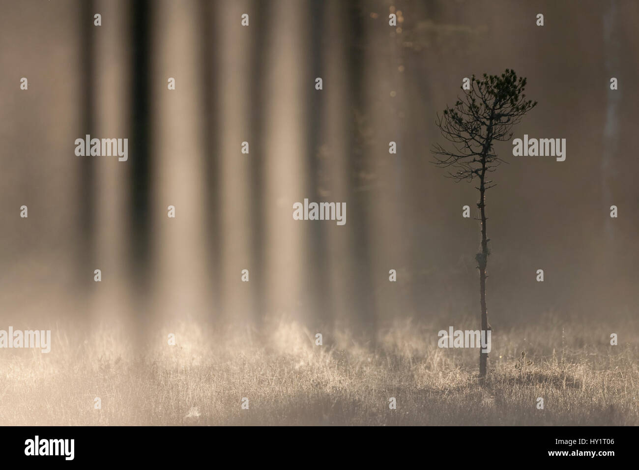 Licht, das durch Treesn in einem Wald Moor in der Morgendämmerung, Bergslagen, Schweden, Juni. Stockfoto