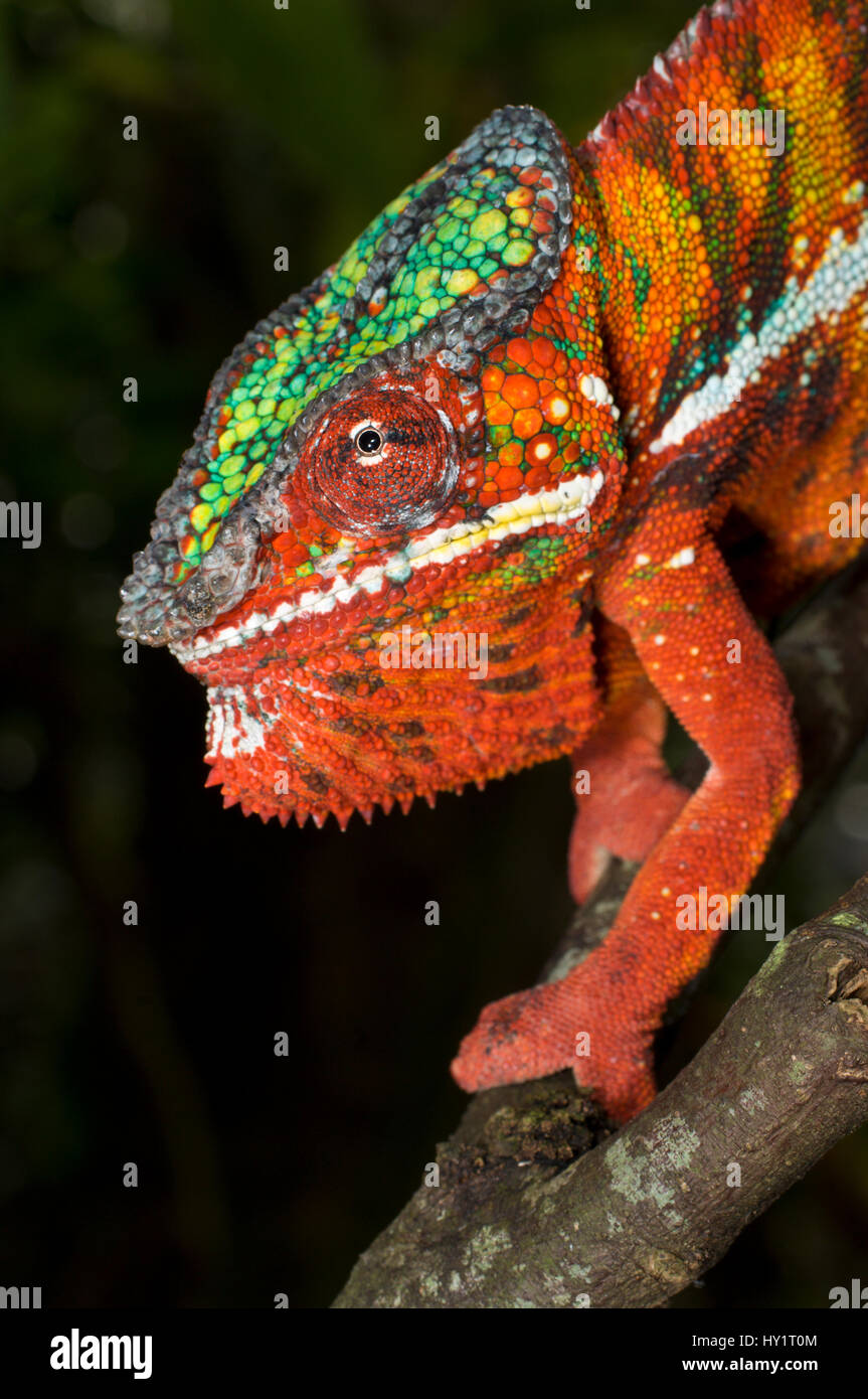 Männliche Pantherchamäleon (Furcifer Pardalis) in aggressiven Haltung. In Gefangenschaft, von Ambanja Region Nord-West-Madagaskar. Stockfoto