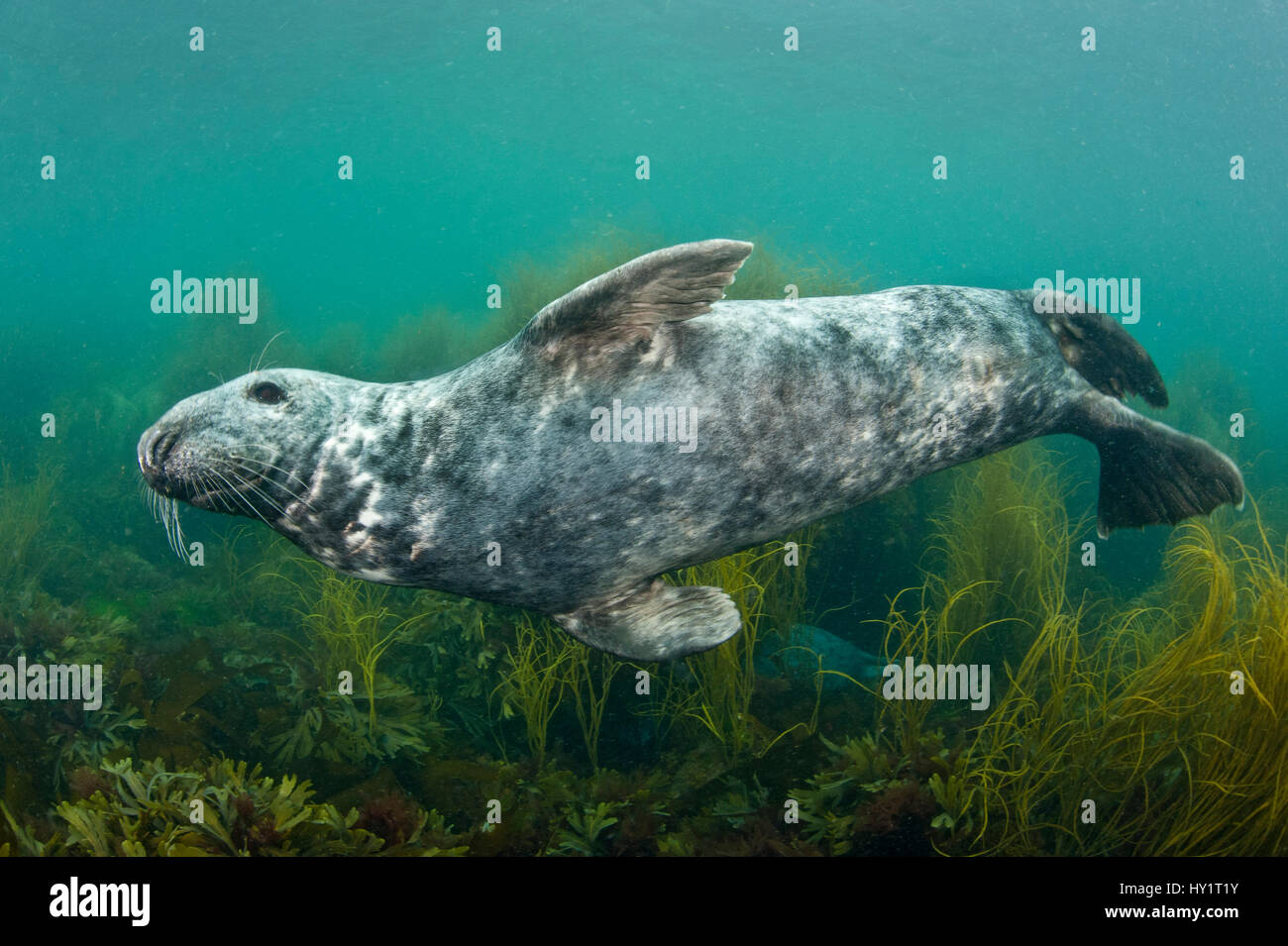 Männliche Atlantic Kegelrobben (Halichoerus Grypus) schwimmen über Algen. Lundy Island, Devon, England, Vereinigtes Königreich, Juli. Stockfoto