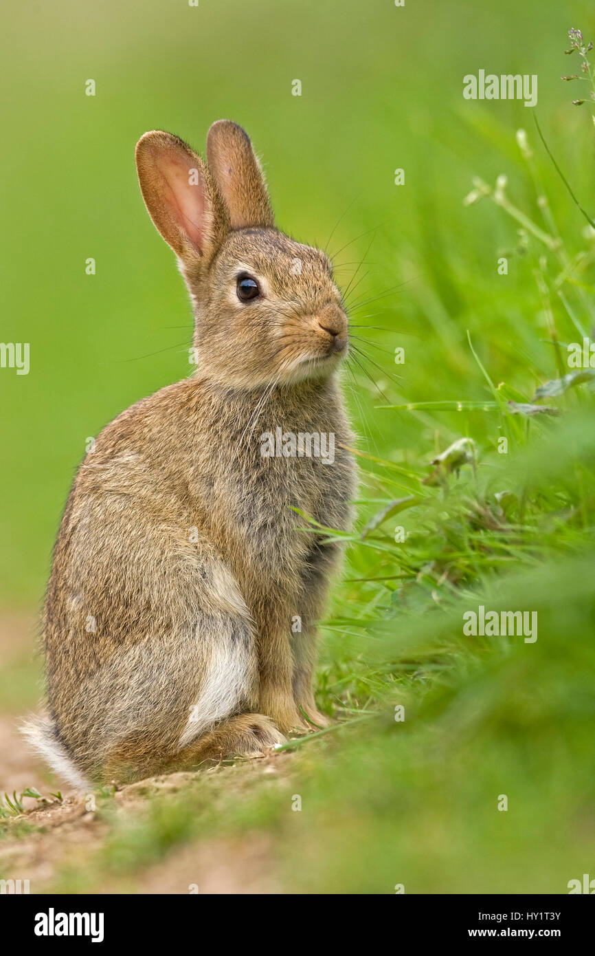 Europäischen Kaninchen (Oryctolagus Cuniculus) Juvenile. UK, August. Stockfoto