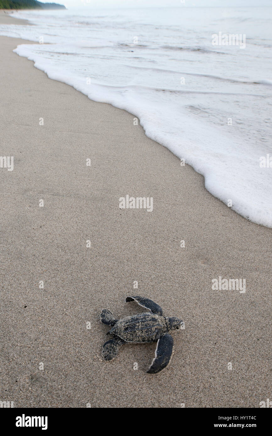 Frisch geschlüpfte Leatherback Schildkröte (Dermochelys Coriacea) Baby aus dem Nest in Richtung Meer bewegen. Warmamedi Strand, Vogels Kopf Halbinsel, West-Papua, Indonesien, Juli 2009. Vom Aussterben bedrohte Arten. Stockfoto