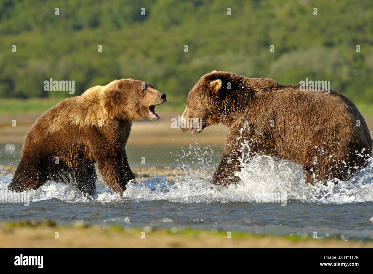 Grizzly Bär (Ursus Arctos Horribilis) Mann (rechts) und Frau kämpfen im Wasser über das Lachssteak. Katmai, Alaska, USA, August. Stockfoto