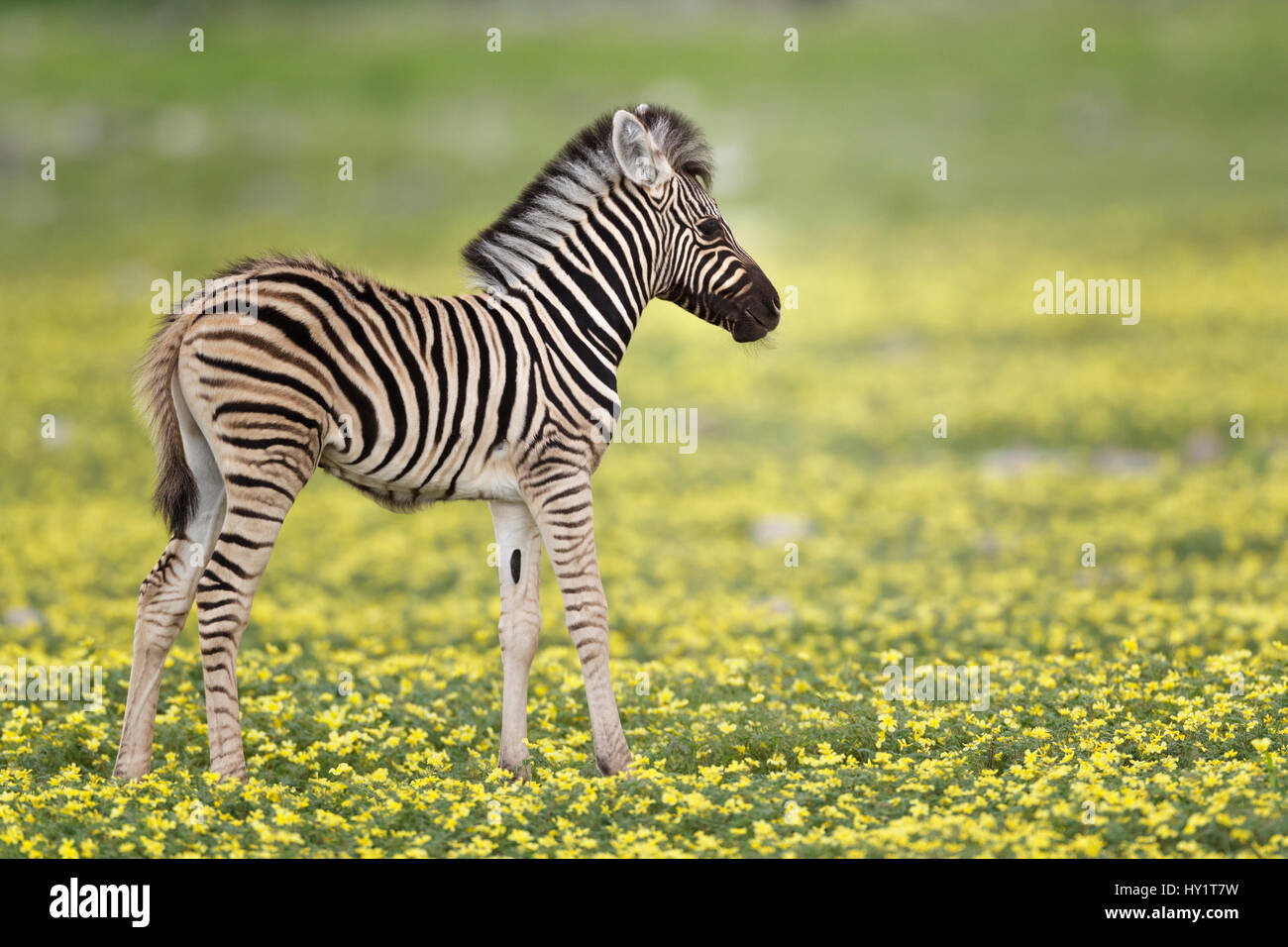 Zebra (Equus Quagga) Fohlen im Profil stehen in Teufels Thorn Blumen (Tribulus Terrestris). Etosha Nationalpark, Namibia, Januar. Stockfoto