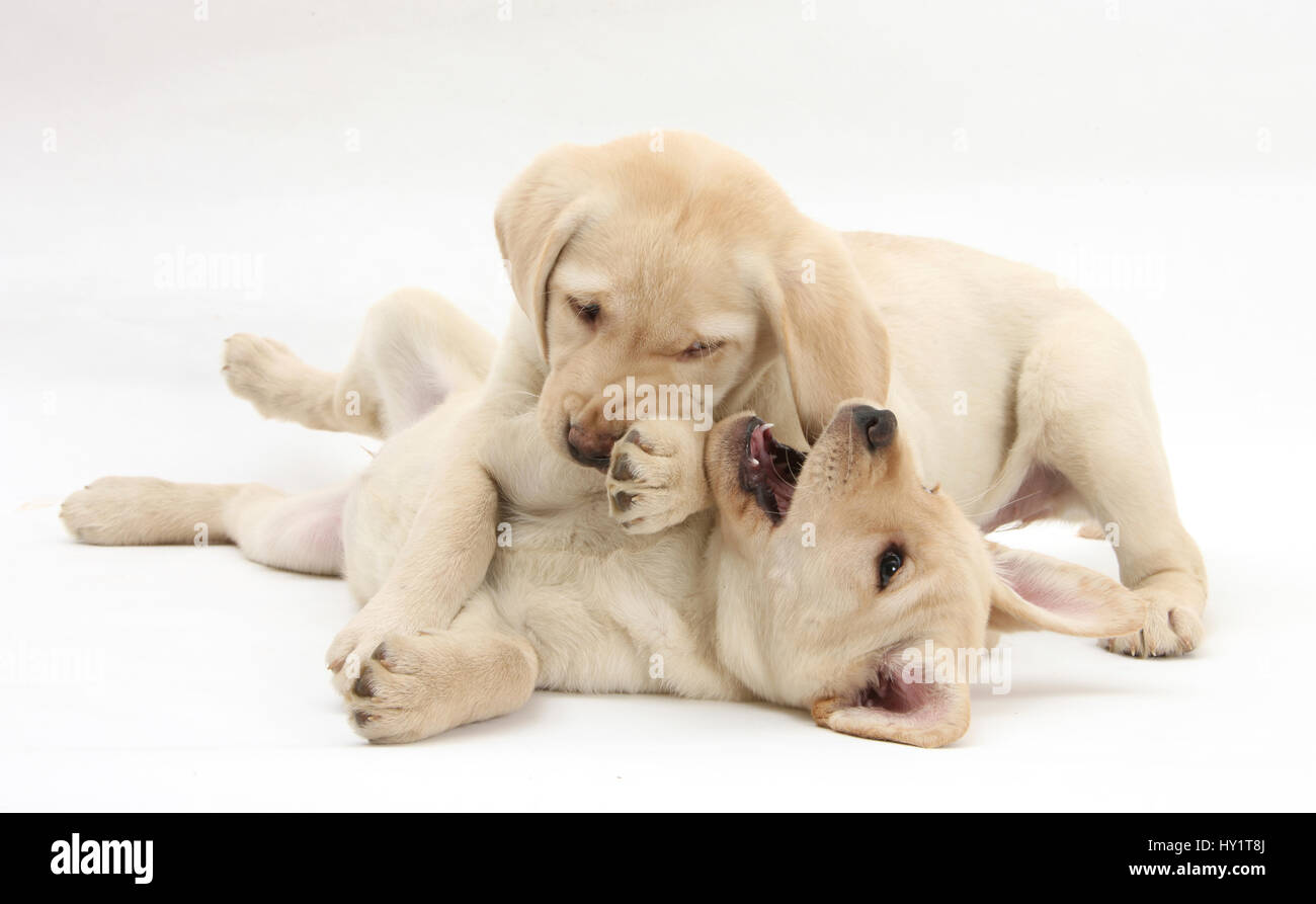 Gelber Labrador Retriever Welpen, 9 Wochen, Spiel kämpfen. Stockfoto