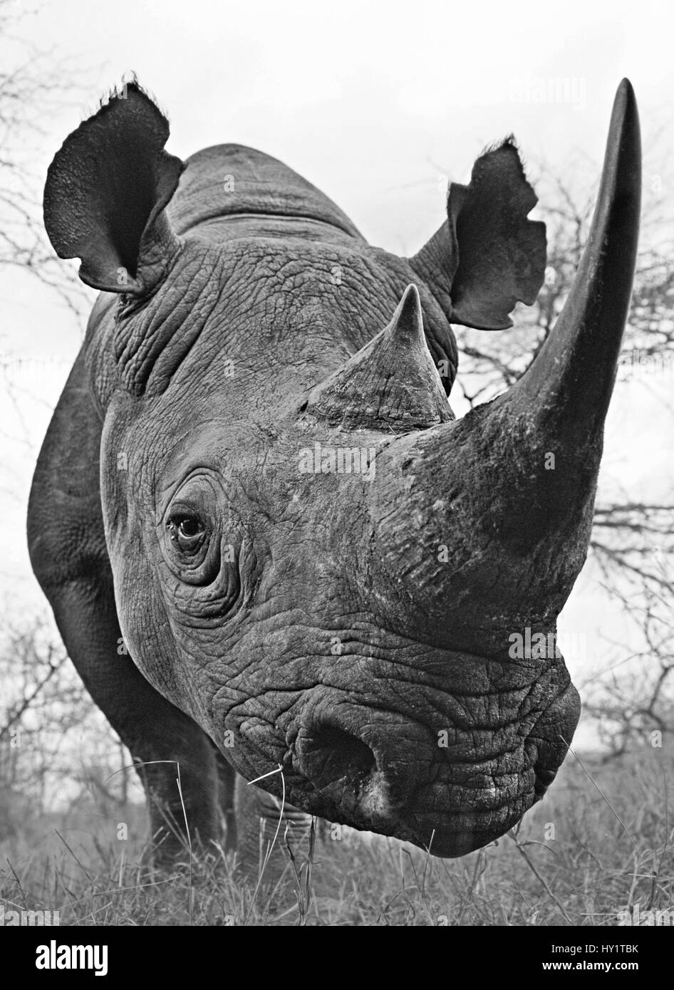 Schwarze Nashorn (Diceros Bicornis) niedrigen Winkel, Porträt, Swasiland, Südafrika. Vom Aussterben bedrohte Arten. Stockfoto