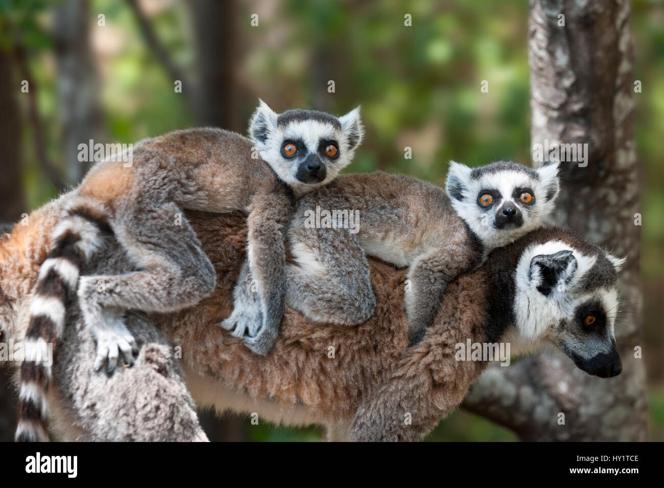 Junge Kattas (Lemur Catta) trug auf Mutters Rücken, Madagaskar. Stockfoto