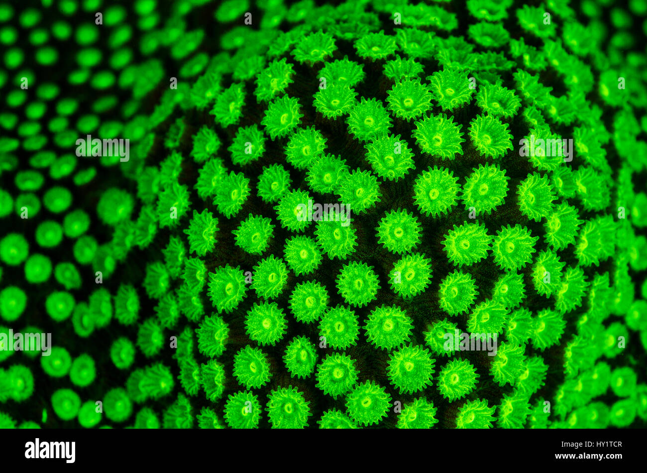 Boulder Sterne Coral (Montastrea Annularis) zeigt fluoreszierende grüne Färbung, fotografiert unter blauem Licht in der Nacht, fluoreszierende Pigmente in den Korallen, Ostende, Grand Cayman, Kaimaninseln, British West Indies, Karibik begeistern. Stockfoto